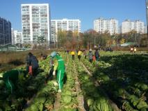 정자1동, 김장작물 수확 사랑나눔 실천